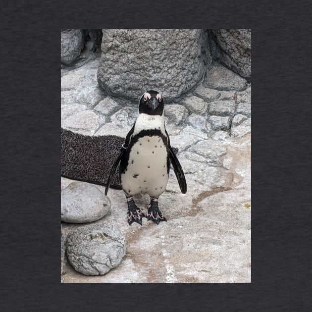 Penguin by searchlight